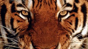 Tiger Portrait wallpaper