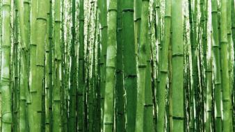 Vista Bambus wallpaper