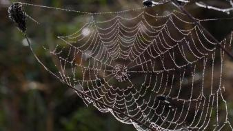 Wet Spider Web wallpaper