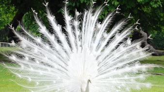 White birds peafowl albino peacocks wallpaper