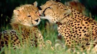 Animals cheetahs feline baby wallpaper