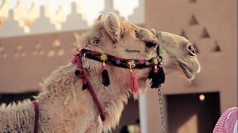 Animals desert camels fort arab wallpaper