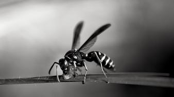 Animals insects wasp sting wallpaper