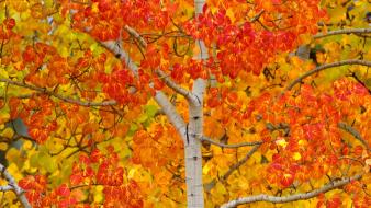 Autumn (season) young canada aspen colors yukon wallpaper