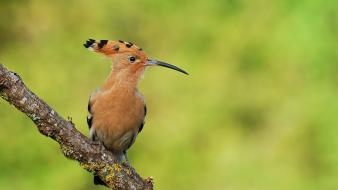 Birds branches hoopoe blurred background