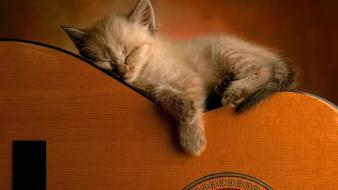 Cats master guitars wallpaper