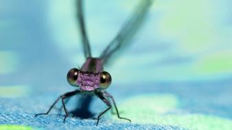 Insects dragonfly wallpaper