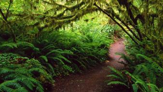 Landscapes rain forest national ferns washington wallpaper