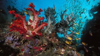 Multicolor fish reef underwater wallpaper