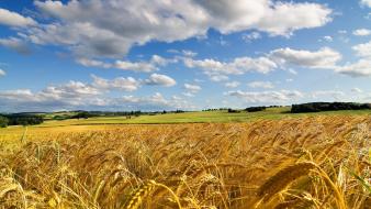 Nature fields summer wallpaper