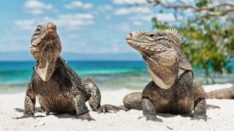 Ocean landscapes animals lizards reptiles iguana wallpaper