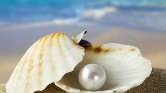 Ocean shells pearls oysters wallpaper