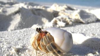 Sand maldives seashells depth of field crabs wallpaper