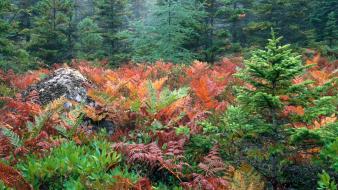 (season) forest maine ferns national park acadia wallpaper