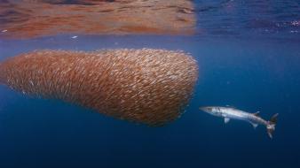Water ocean fish indonesia barracuda wallpaper