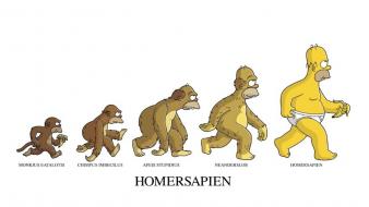 Homer simpson the simpsons evolution white background wallpaper