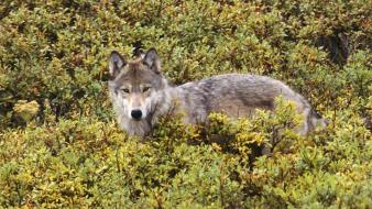 Alaska animals nature wildlife wolves wallpaper
