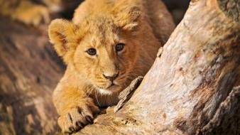 Animals baby feline lions