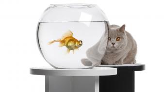 Animals cats fish tank goldfish wallpaper