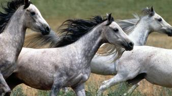 Arabian horse animals horses running wallpaper