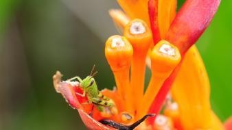 Baby grasshopper nature wallpaper