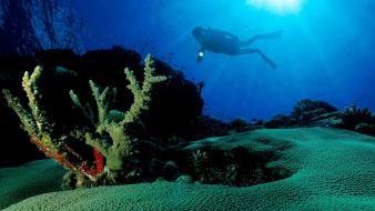 Fiji explorer mana underwater wallpaper