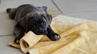 Labrador retriever animals dogs puppies towels wallpaper