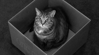 Schrödingers cat animals cats quantum physics wallpaper