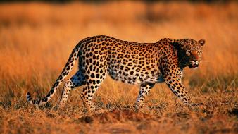 Serengeti animals leopards wallpaper