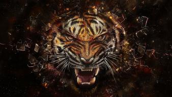 Animals revenge tigers wallpaper