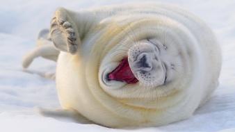 Animals sea lions wallpaper