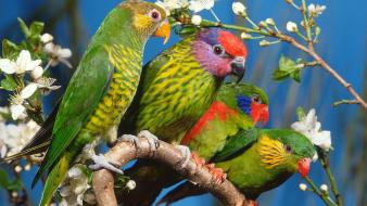 Birds multicolor parrots wallpaper