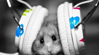 Colors funny hamsters headphones mice wallpaper