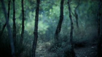 Depth of field forests gloomy landscapes nature wallpaper