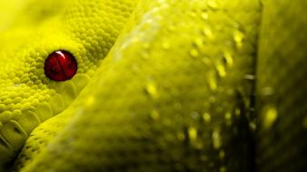 Eyes red reptiles scales snakes wallpaper