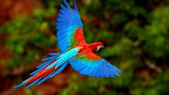 Scarlet macaws birds flying parrots wallpaper