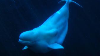 Animals beluga whales nature ocean sea wallpaper