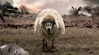 Battlesheep helmets sheep war