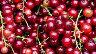 Berries food fruits wallpaper