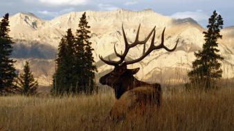 Elk mountains wallpaper