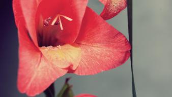 Flowers macro vintage wallpaper