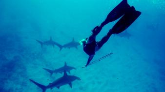 Hammerhead shark blue diving monochrome sharks wallpaper