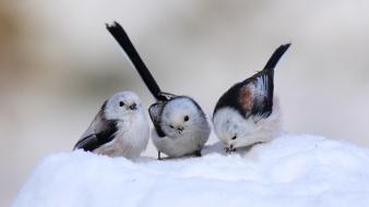 Longtailed tit birds snow wallpaper