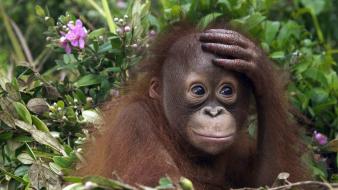 Malaysia animals orangutans wallpaper