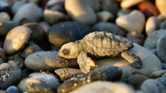 Nature pebbles reptiles rocks turtles wallpaper