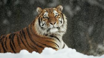 Siberian tiger animals