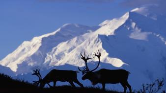 Alaska national park caribou wallpaper