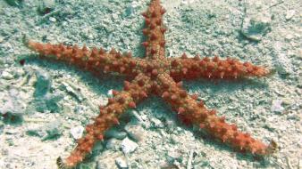 Albania ocean sealife starfish stars wallpaper
