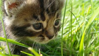 Animals cats grass kittens wallpaper