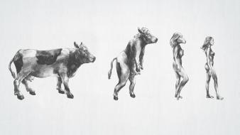 Animals cows evolution funny paintings wallpaper